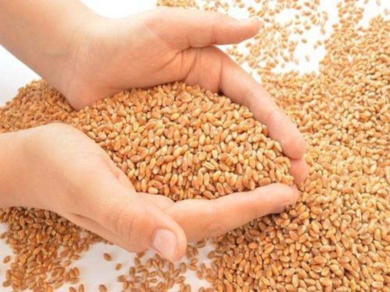 Raigad fourth in the grain distribution | धान्य वितरणात रायगड चौथे