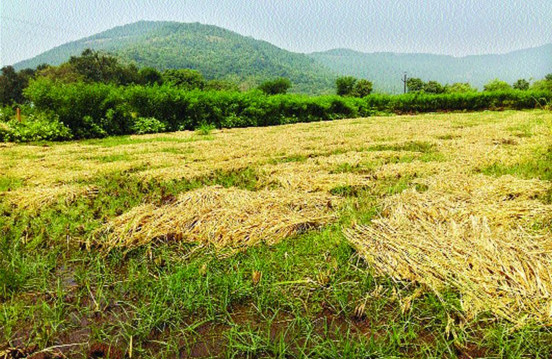 Paddy Harvest Damage by returning rain | परतीच्या पावसाने भातशेतीचे नुकसान