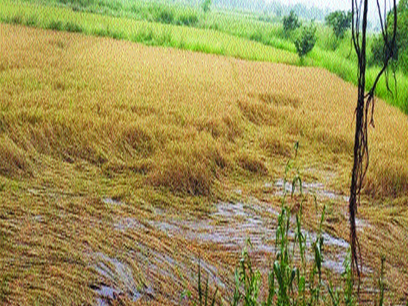 Disturbance of crores of crops in the district, loss of 30% of the crops of one lakh 10 thousand hectares | जिल्ह्यात कोट्यवधींच्या पिकाची नासाडी, एक लाख १० हजार हेक्टरपैकी तब्बल ३० टक्के पिकांचे नुकसान