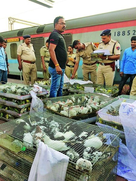 Nagpur Railway Station: Cruelty transport of bird poultry in cage | नागपूर रेल्वेस्थानक : पिंजऱ्यात पक्षी कोंबून क्रूरपणे वाहतूक