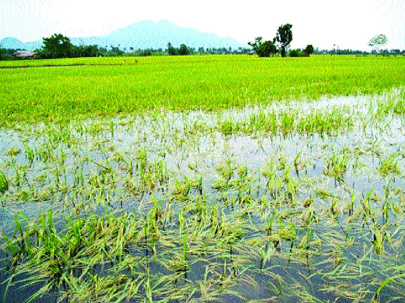 Rain : Farmer in trouble | भात आडवा, बळीराजा संकटात