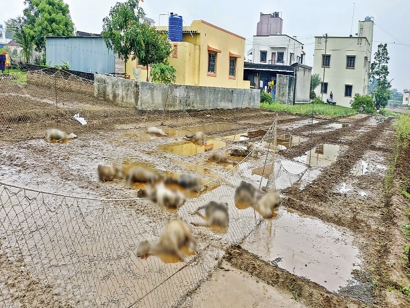 Unseasonal rains and cold snap in Pune; Thousands of sheep and goats were slaughtered | पुण्यात अवकाळी पावसाचा कहर; शेती पिकांचे अतोनात नुकसान, हजारो शेळ्या - मेंढ्या दगावल्या