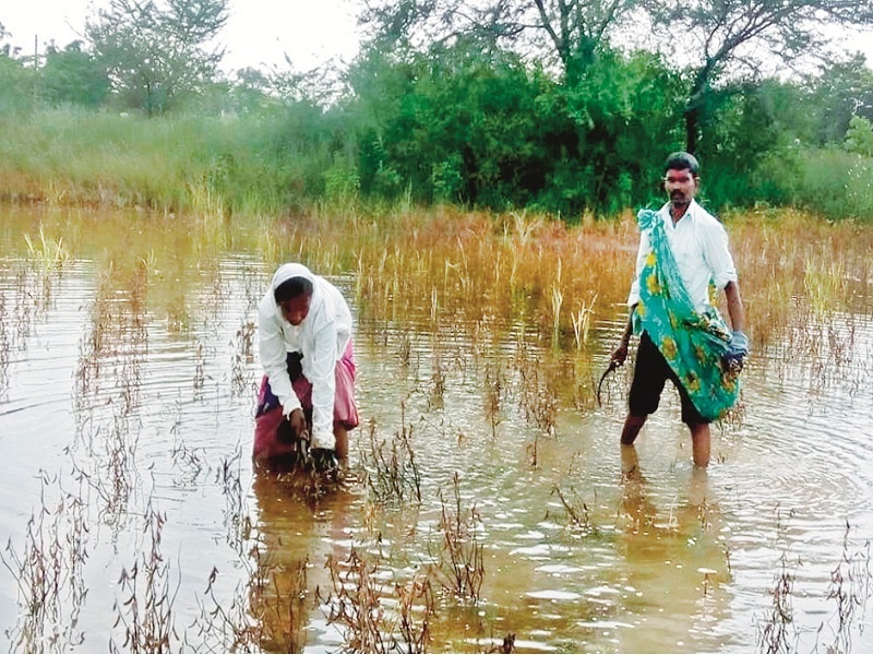 Agriculture farm in water due to half rain; Crop mud on 4 lakh hectares | दीडपट पावसामुळे शेती पाण्यात; तब्बल ४ लाख हेक्टरवर पिकांचा चिखल