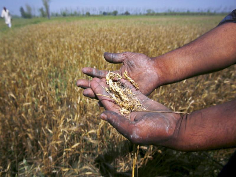 Three and a half crore for crops damages farmers in pune department | राज्य सरकारकडून पुणे विभागासाठी साडेतीनशे कोटींची नुकसानभरपाई