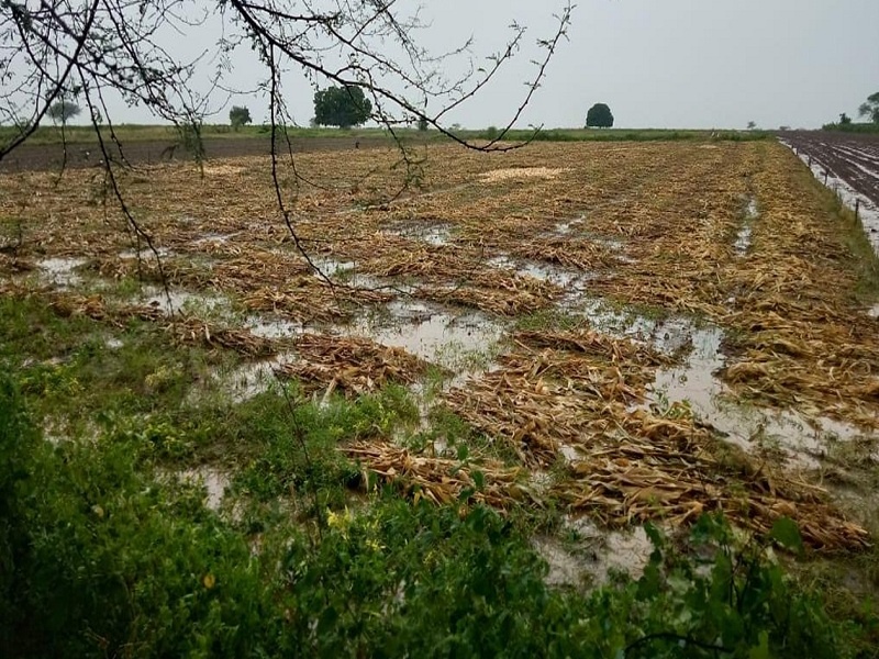Ponds in the farm field; Return rains hit Beed district | शेतात साचले तळे; बीड जिल्ह्याला परतीच्या पावसाचा फटका