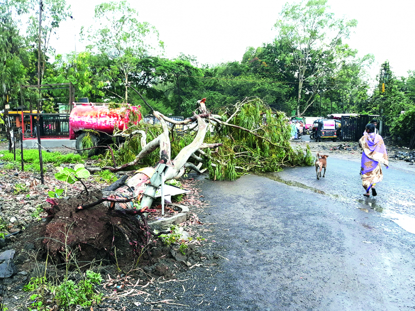 Due to the sudden rain in Pune, due to the stormy winds, the plants fell into some places | पुण्याला अवकाळी पावसाचा तडाखा, वादळी वाऱ्यामुळे काही ठिकाणी झाडे पडली उन्मळून