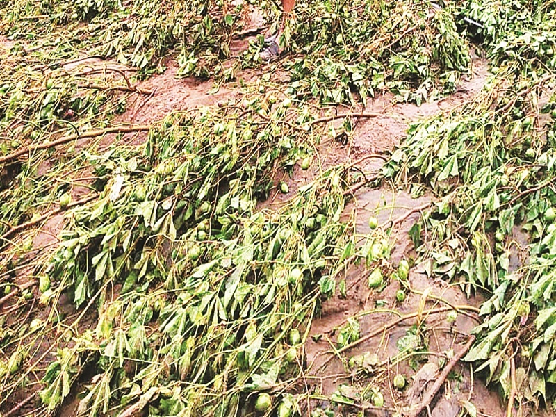 In Paithan taluka, rain damaged crops on 45,000 hectares | पैठण तालुक्यात ४५ हजार हेक्टरवरील पिकांना परतीच्या पावसाचा फटका
