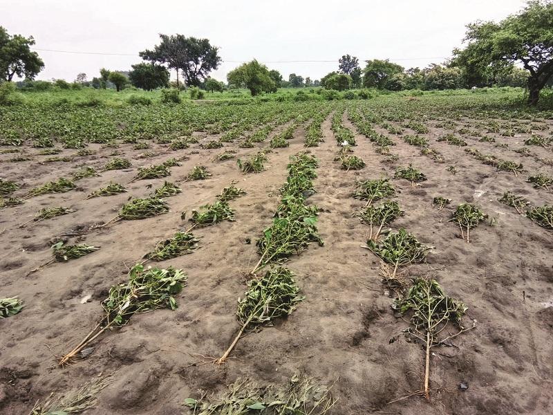 huge damage to crops due to heavy rain in nashik | अवकाळी पावसामुळे शेतकऱ्यांच्या डोळ्यांत पाणी, पिकांचं मोठं नुकसान
