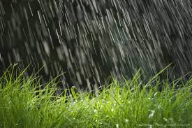 Average rainfall of 117%; in varhad region | वऱ्हाडात  सरासरी ११७ टक्के पाऊस; तीन जिल्हे कोरडे 