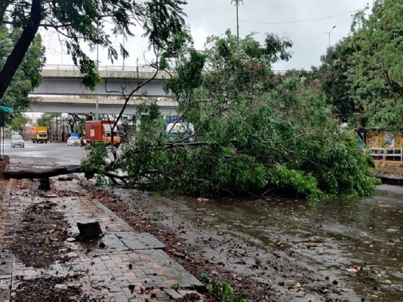 Pre-monsoon rains in Pimpri-Chinchwad area caused trees and trees to fall | पिंपरी-चिंचवड परिसरात मान्सूनपूर्व पावसाने नागरिकांची तारांबळ