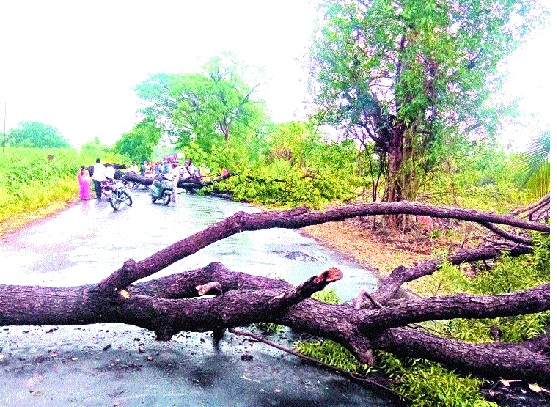 Windy rain in Shirala taluka: trees collapsed in many places, discomfort due to disconnection of power supply | शिराळा तालुक्यात वादळी पाऊस : अनेक ठिकाणी वृक्ष कोसळले, वीजपुरवठा खंडीत झाल्याने गैरसोय