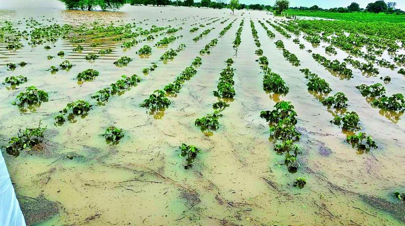 Crisis on crops on three and a half lakh hectares in Marathwada | मराठवाड्यात साडेतीन लाख हेक्टरवरील पिकांवर अस्मानी संकट