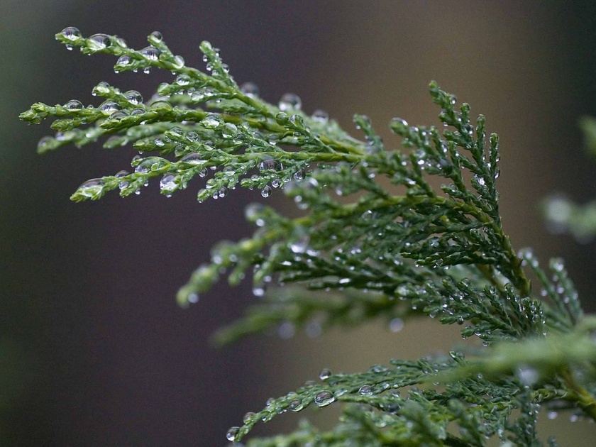 rain started in Lonavala may affected crops | लोणावळा परिसरात पावसाची रिपरिप