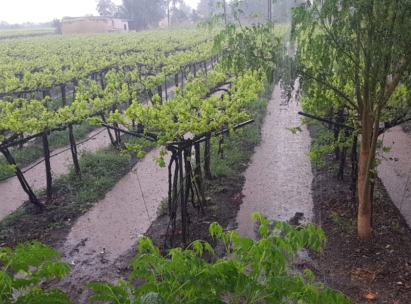  Due to rain in the Sangli district, due to lack of agriculture, life-threatening disorder, grape farmers' concerns | सांगली जिल्ह्यातही पावसामुळे शेतीचे नुकसान, जनजीवन विस्कळीत, द्राक्ष बागायतदार चिंतेत