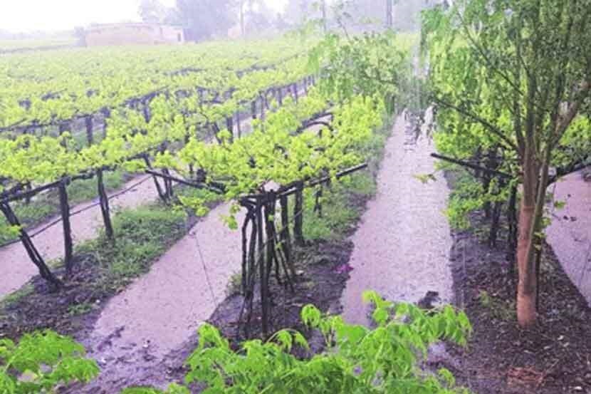 Unseasonal rains; Damage to orchards on 2300 hectares in Solapur district | अवकाळी पावसाचा फटका; सोलापूर जिल्ह्यातील २३०० हेक्टरवरील फळबागांचे नुकसान