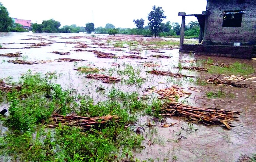 Rain fall in buldhana district | पावसाचा कपाशीला फटका! 