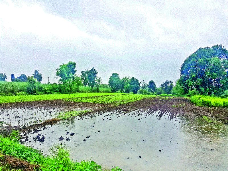 Due to the rains, there is hope for rabi season | पावसामुळे रब्बी हंगामाच्या आशा पल्लवीत, शेतकऱ्यांमध्ये समाधान