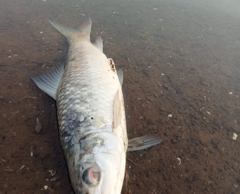 Fish in Rajaram Lake die due to climate change | राजाराम तलावातील मासे हवामानातील बदलामुळे मृत