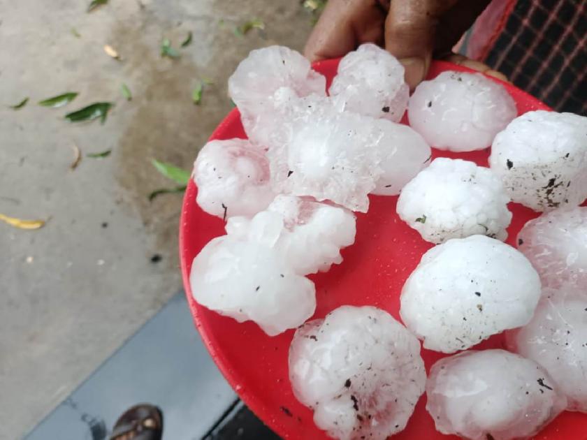 The hail storm did not stop, the rains hit Patur again | अकोला : गारपिटीचे तांडव थांबेना, बार्शीटाकळी, पातूरला पुन्हा झोडपले