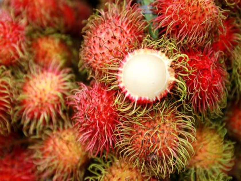 Amazing health benefits of rambutan fruit | लीची सारखं दिसतं हे फळ; शरीराला देतं बळ