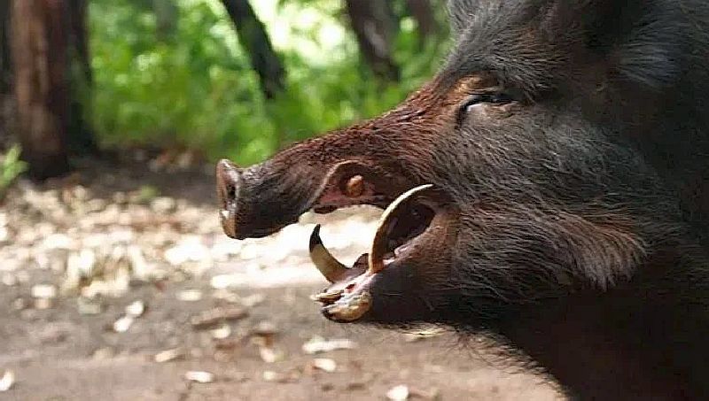 Thrill! The wild boar entered the house and stayed out all night | थरार! रानडुक्कर अचानक शिरले घरात अन् घरच्यांची पळापळ