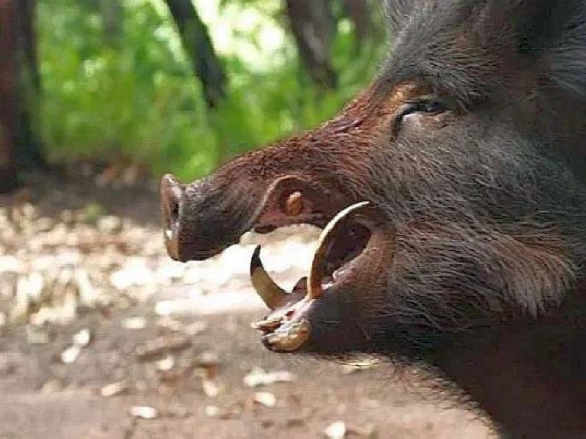 Six arrested for hunting wild boar by electric shock; 4 kilos of meat and weapons seized | शॉक देऊन रानडुकराची शिकार करणाऱ्या सहा आराेपींना अटक; चार किलाे मांस व हत्यार जप्त
