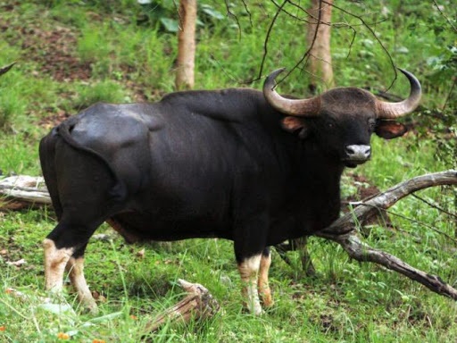 Rangavya Dhudgus in Sangola taluka; The buffalo was injured in the collision at Kamalapur | सांगोला तालुक्यात रानगव्याचा धुडगूस; कमलापूर येथे धडक दिल्याने म्हैस जखमी
