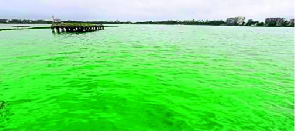 Extinction of fishery in Ranala lake: Extinction of pollution | रंकाळा तलावातील मत्स्य जाती होताहेत नामशेष : प्रदूषणाचा परिणाम