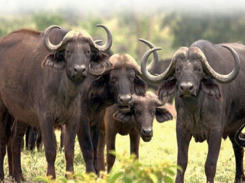 Naxalite-infested Gadchiroli district now has a wild buffalo sanctuary in Kolamarka | अहेरीतील 'कोलामार्का'त हाेणार रान म्हशींचे संवर्धन; वन्यजीव मंडळामार्फत अभयारण्याचा दर्जा