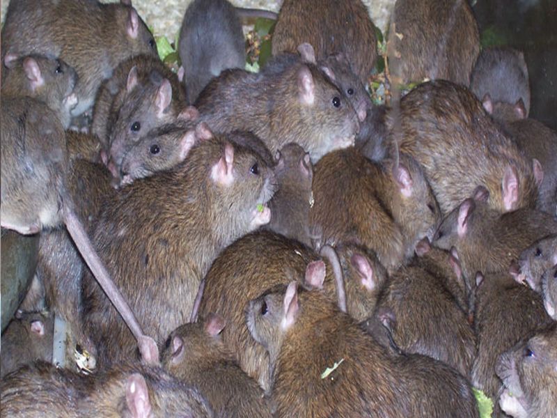 mnp caugh more than 1 lakj mouse in navimumbai | नवी मुंबई मनपाची उंदरांना पकडण्यासाठी मोहीम, 8 महिन्यात पकडले 1 लाख उंदीर