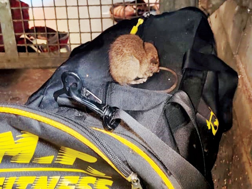 A rat's bag on a train passengers' bag in the Sahyadri Express | सह्याद्री एक्स्प्रेसमध्ये रेल्वे प्रवाशांच्या बॅगवर उंदराचा वावर