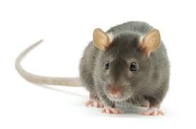 Around the world: rat , who saved thousands of lives, retires! | जगभर : हजारोंचे प्राण वाचवणारा उंदीरमामा सेवानिवृत्त!