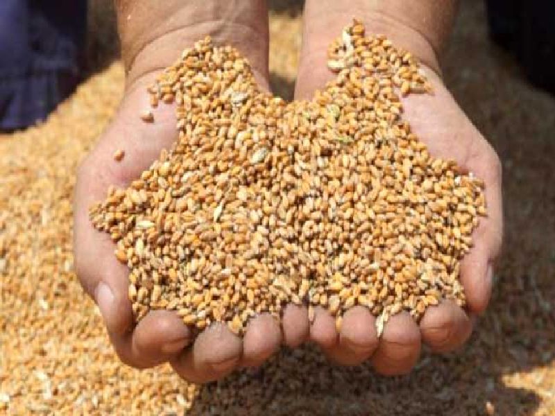 56 percent of ration shops do not get grain! | ५६ टक्के रेशन दुकानात धान्य मिळालेच नाही!