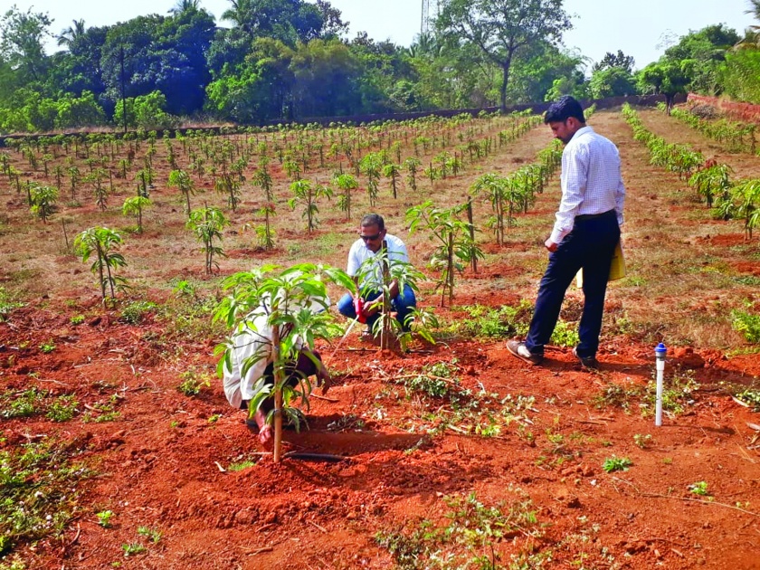 Ratnagiri: Horticulture, gardening, cultivation and gardening | रत्नागिरी :पडीक जमिनीवर फुलवली फळबाग, लागवडीबरोबरच मार्गदर्शन