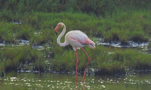 Flamingo was seen in Ratnagiri | रत्नागिरीत झाले फ्लेमिंगोचे दर्शन