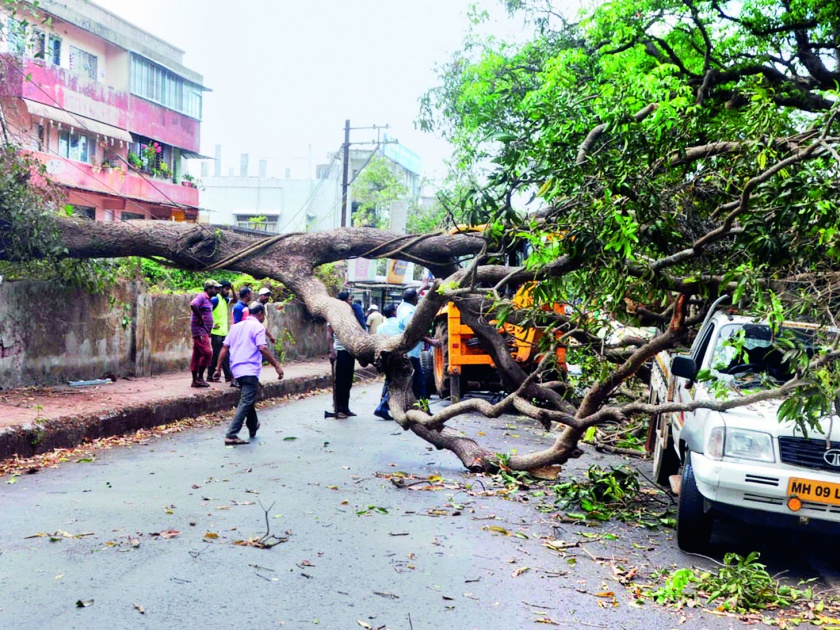 Transportation disrupted due to the Vada tree on the Satara-Lonand state road | सातारा-लोणंद राज्यमार्गावरील वडाचे झाड पडल्याने वाहतूक विस्कळीत
