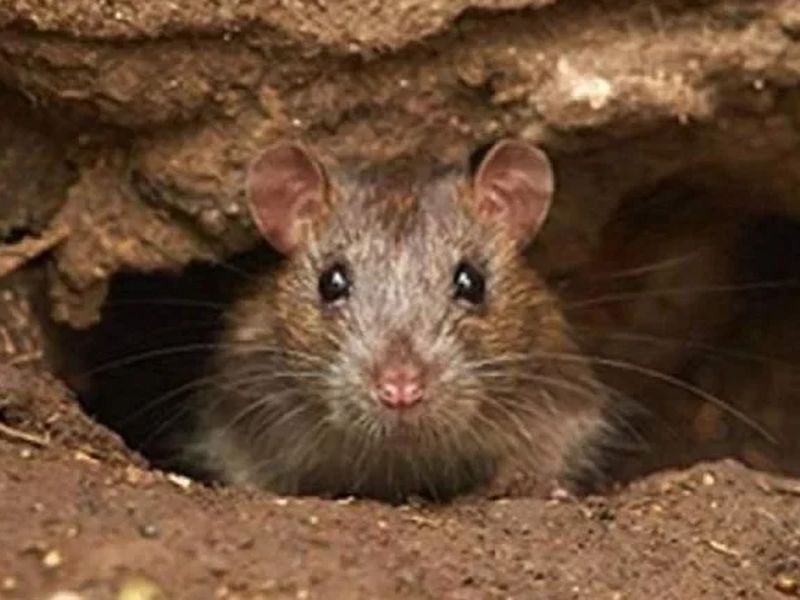 Effective home remedies to get rid of rats | घरात हैदोस घालणाऱ्या उंदरांपासून या घरगुती उपायांनी मिळवा सुटका!