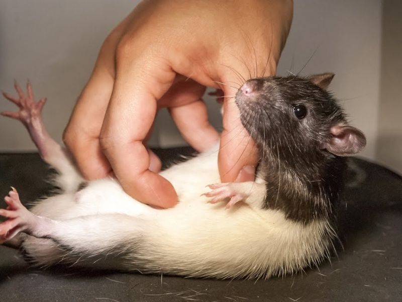 Rat found in mid-day meals, questions on mid-day meals of school | शाळेतील खिचडीत उंदरांची विष्ठा, मध्यान्य भोजनावर प्रश्नचिन्ह ?