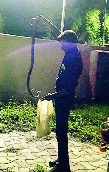 Six feet of dhaman snake behind the cottage of Rural Development Minister Pankaja Munde | ग्रामीण विकास मंत्री पंकजा मुंडेंच्या कॉटेजमागे सहा फुटाची धामण