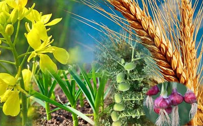 Rabi crop planned on 1.11 lakh hectare in Washim district! | वाशिम जिल्ह्यात १.११ लाख हेक्टरवर रब्बी पिकाचे नियोजन !