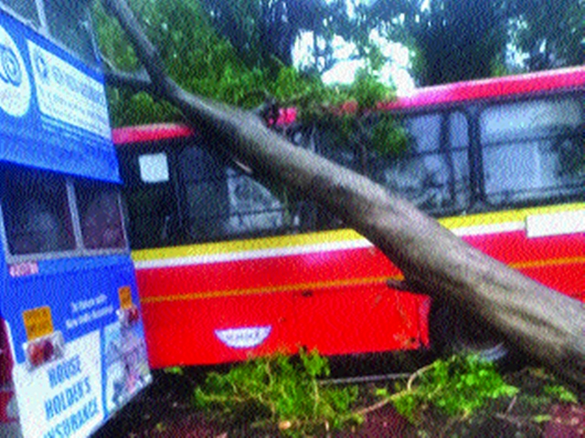 Thaiman, along with the wind, also hit the Konkan; The tree was uprooted | वादळी वाऱ्यासह थैमान, कोकणालाही झोडपले; वृक्ष उन्मळून पडले