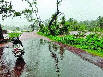 170 trees damaged in Baliraja crisis in Navi Mumbai | बळीराजा संकटात, नवी मुंबईत १७० झाडांचे नुकसान