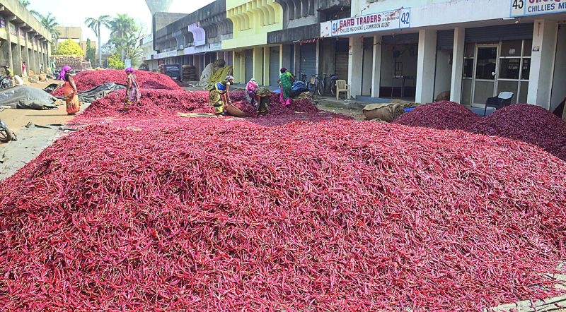 25,000 bags of red chillies landed in Kalmana market | कळमना बाजारात लाल मिरचीची २५ हजार पोती उतरली
