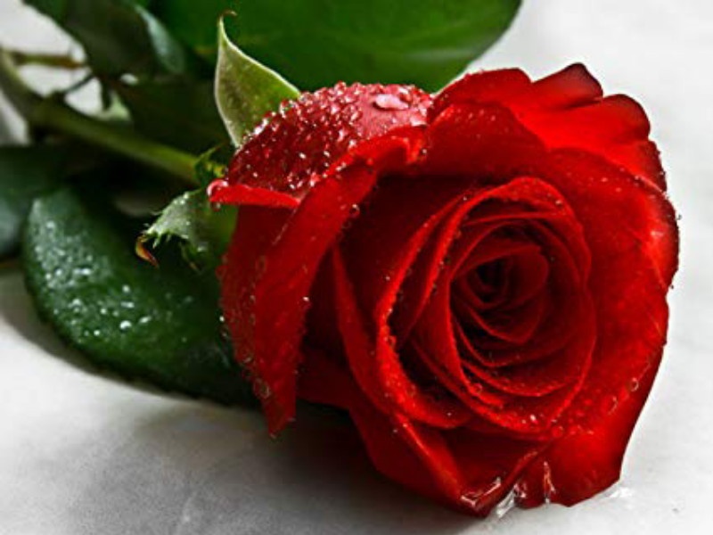 Red rose demands increasing on 'Valentine's Day' occasion | ‘व्हॅलेनटाईन डे’मुळे वाढली गुलाबाची लाली 