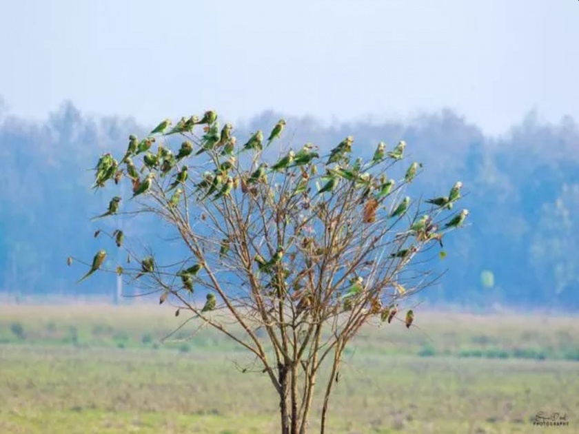 Can you count the number of parakeets on this tree | या झाडावर बसलेल्या पोपटांची संख्या किती? मोजून मोजून थकाल; चॅलेन्ज घेऊनच दाखवा
