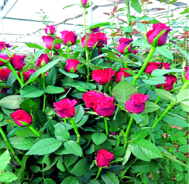 'Valentine's Day' in the market for 5 lakh roses | प्रिय व्यक्तीकडे प्रेमभावना व्यक्त करण्यासाठी २४ लाख गुलाब बाजारात