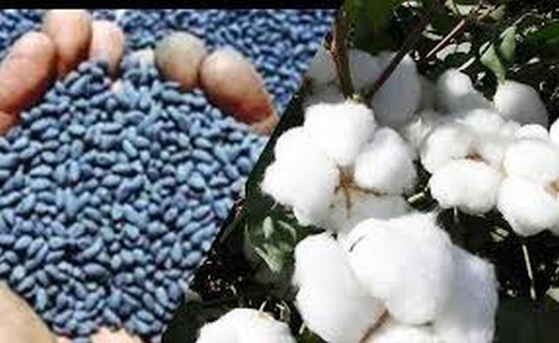 BT seed inspection rights removes from Zilla Parishad's Agriculture Department | बीटी बियाणे तपासणीचे जिल्हा परिषदांच्या कृषी विभागाचे अधिकार काढले!