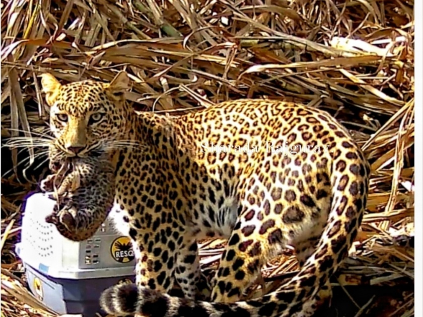 Three leopard cubs found in Shingwa in Ambegaon taluk pune latest news | Pune: आंबेगाव तालुक्यातील शिंगव्यात आढळली बिबट्याची तीन बछडे