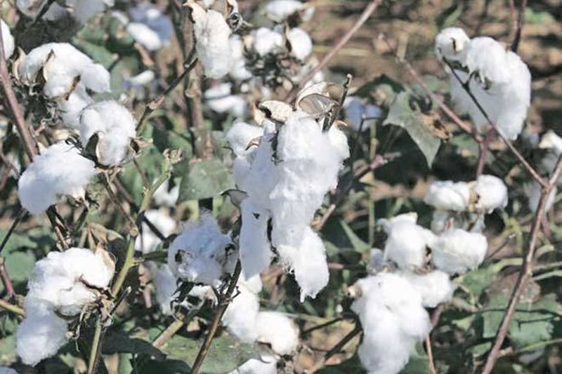 Research on climate-friendly cotton! | हवामानाला अनुकूल कापसावर संशोधन!