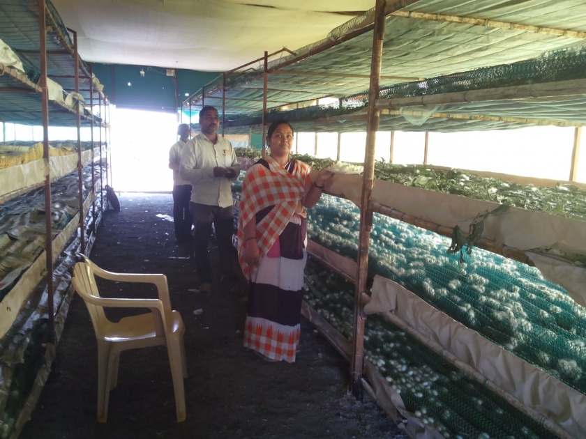 A farmer couple in Kamargaon planted silk by overcoming the crisis | कामरगाव येथील दाम्पत्याने संकटांवर मात करीत केली रेशिम लागवड